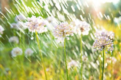 Capture Rainwater Runoff from Roofs, Driveways, and Sidewalks!